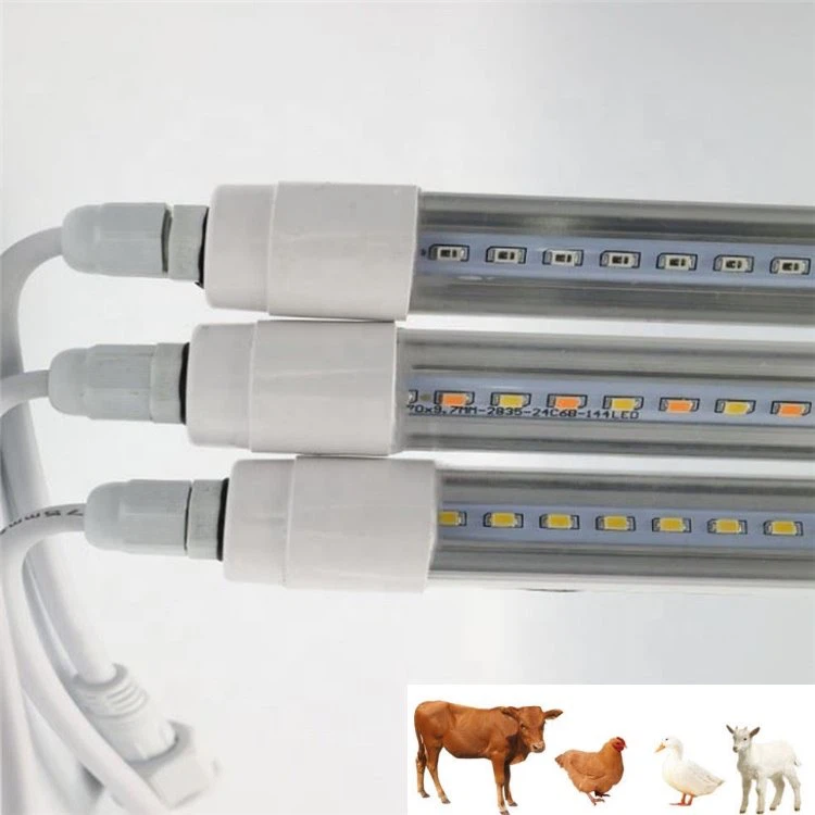 Куриные огни для курятника