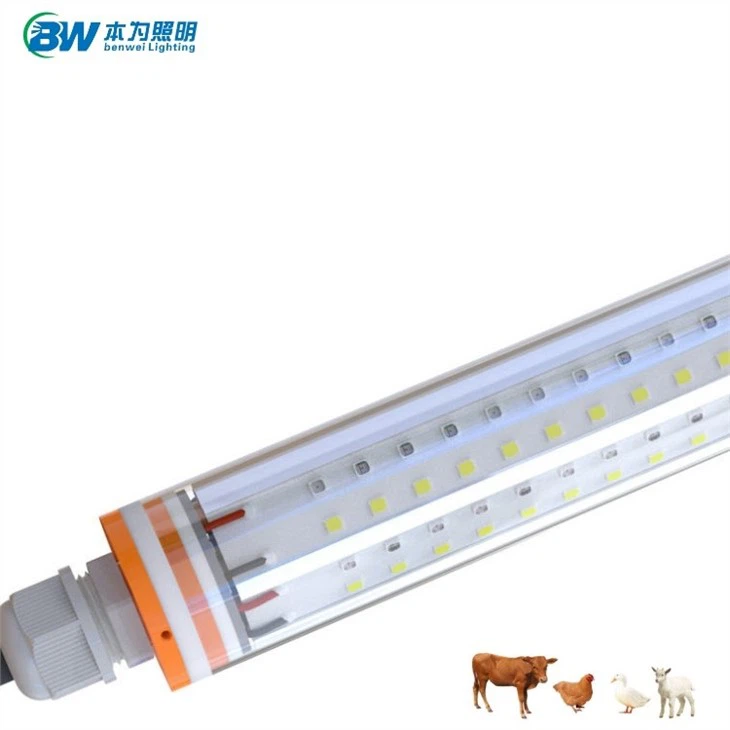 brooding bulb for chickens