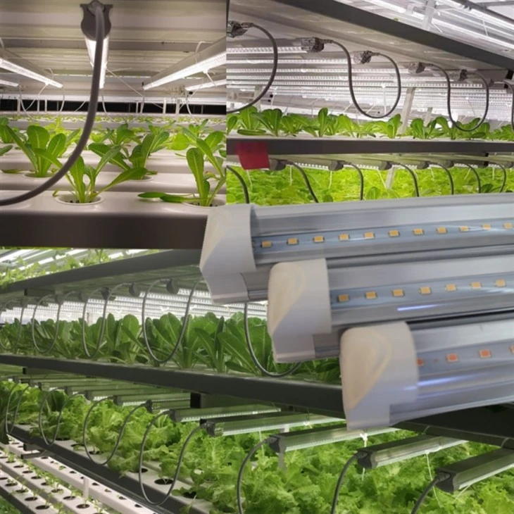 5000 Lumen Led Growing Plants Indoors