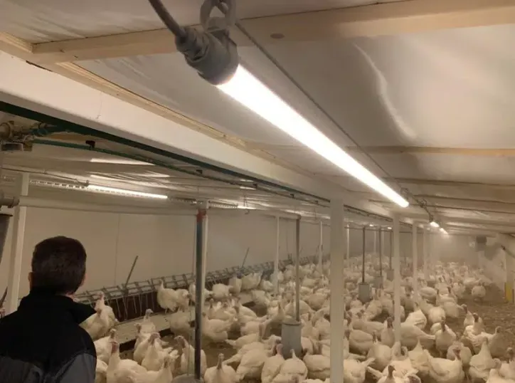 Led Poultry Light Chicken Coop Lighting