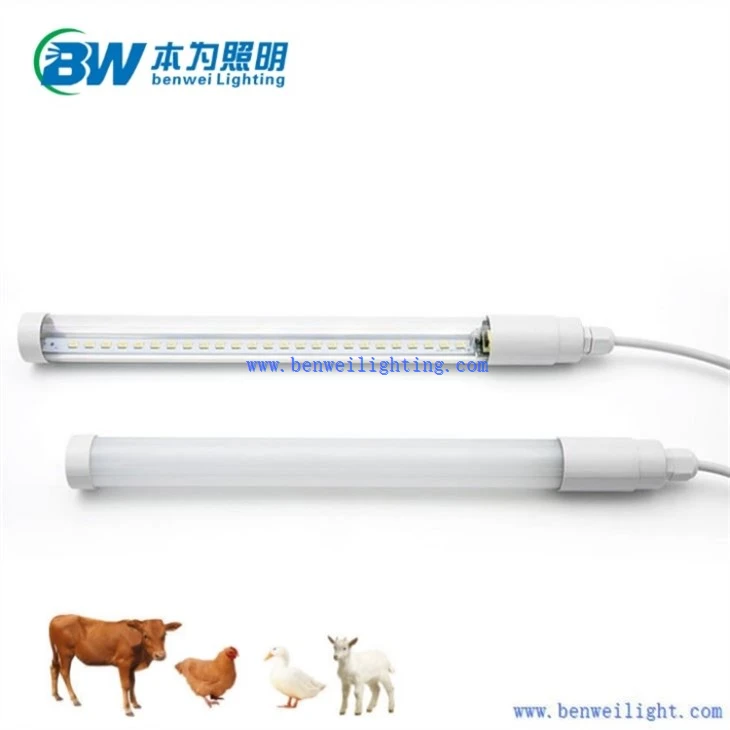 blue light for chickens
